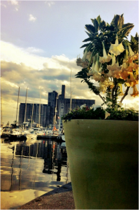 Plant and water