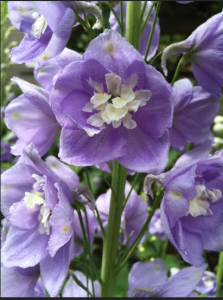 flowers unity