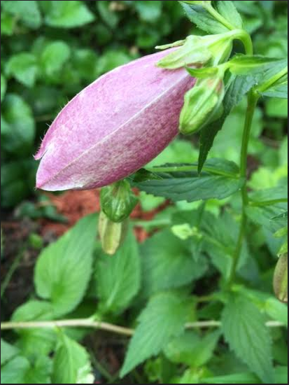 the potential in a flower