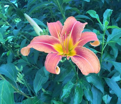 the truth of this moment flower