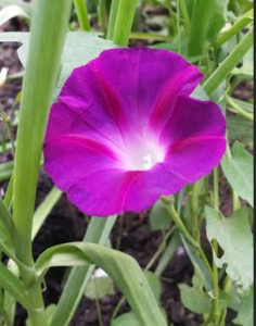 flower the light of our limtations