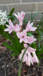 First Flowers of 2016